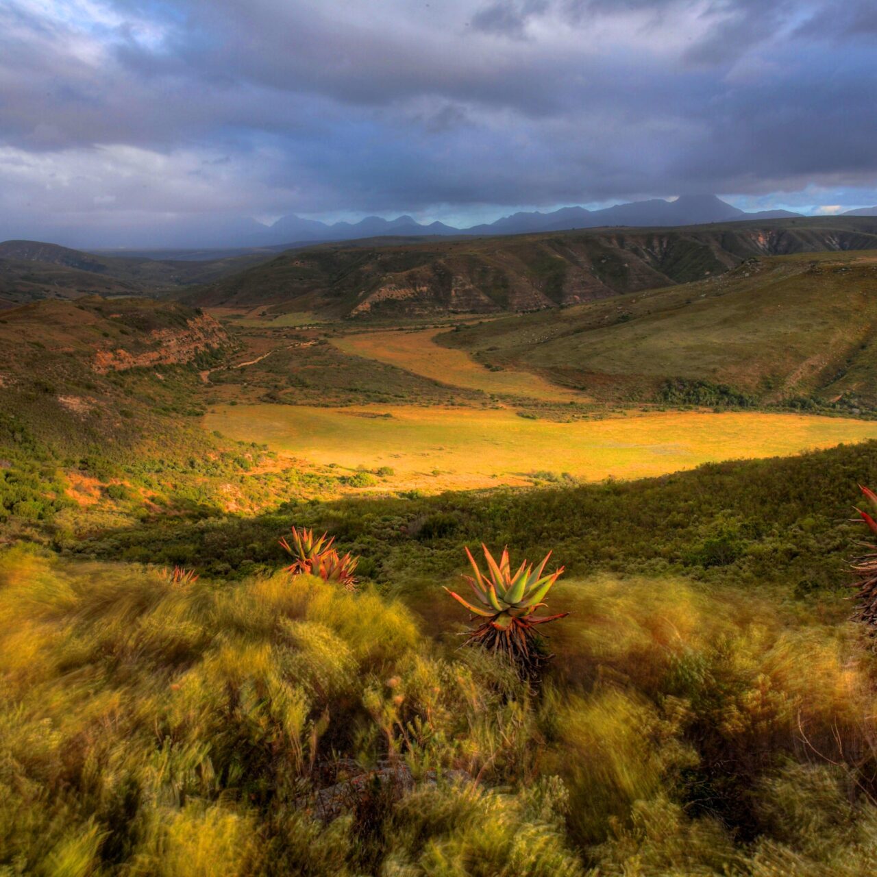 Gondwana_Nauga https://vivusinvestments.co.za/wp-content/uploads/2024/04/Gondwana_Nauga-1280x1280.jpg